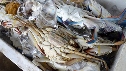 規制品 生鮮食品