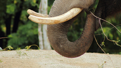 禁制品 象牙や一部の野生動物製品